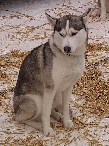 2003 schlittenhunde041.jpg